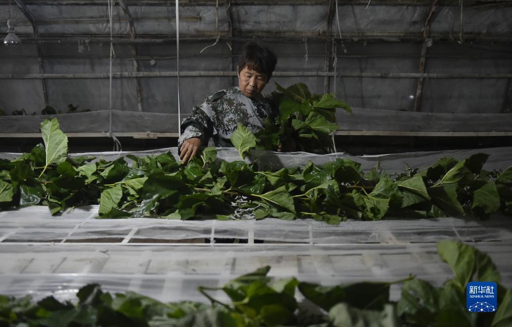 最新白菜网送彩金
